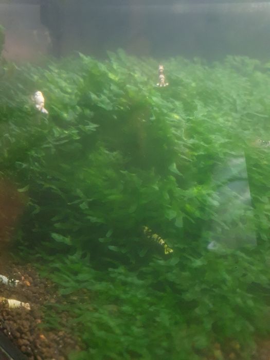 Krewetki black fancy tiger