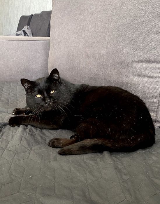 Котик в добрі руки