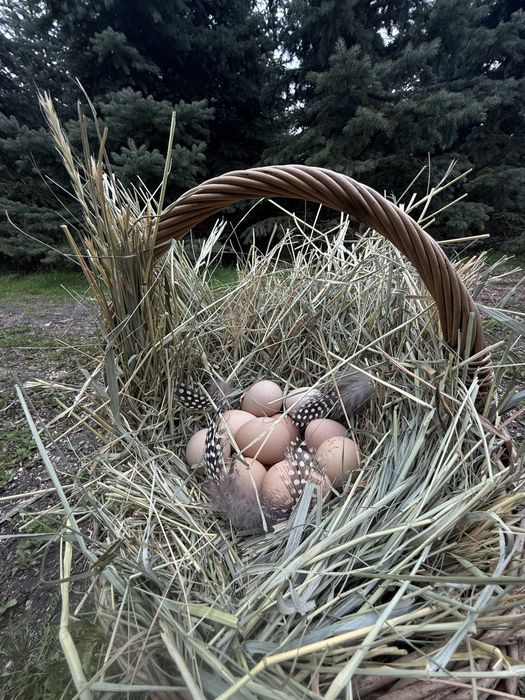 Яйце цесарки свіжі