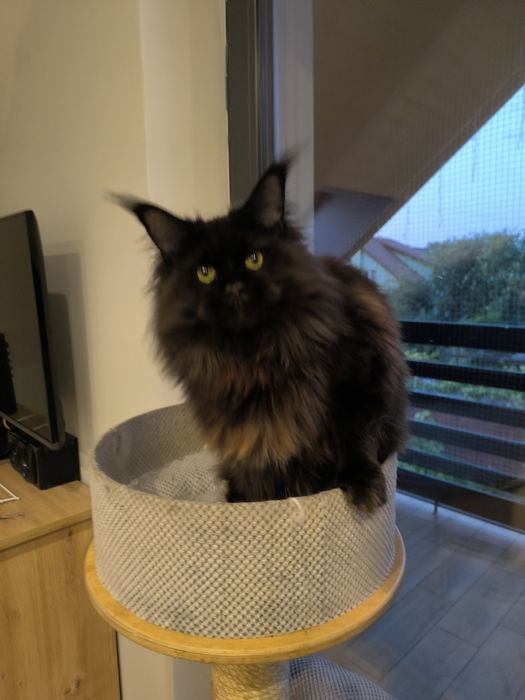 Kotka Maine coon czarny solid