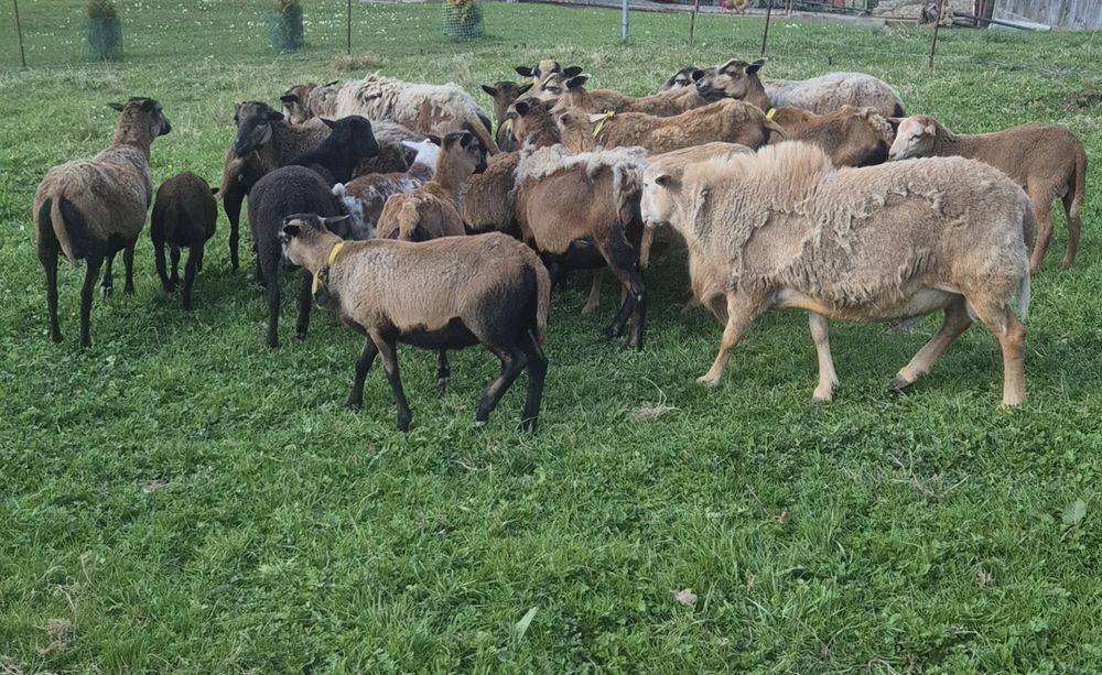 Owce, jagnięta - barbadosy, nolany