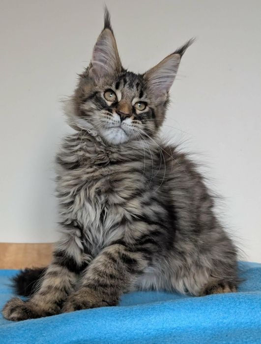 Kocurek Wiewiórek Maine Coon