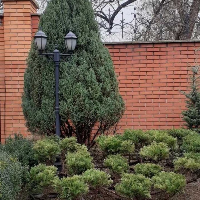 стрижка хвойних рослин. садівник