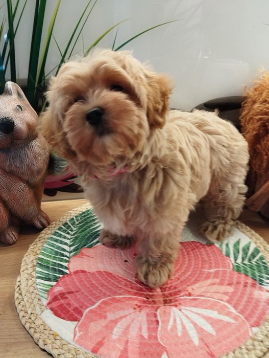 Suczka Maltipoo f1 z Rodowodem