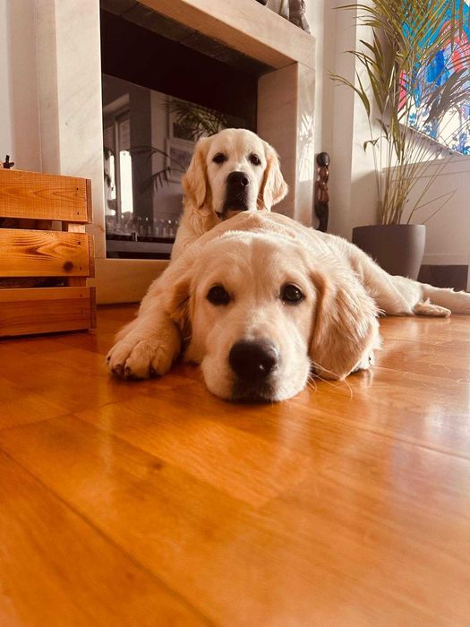 Golden retriever