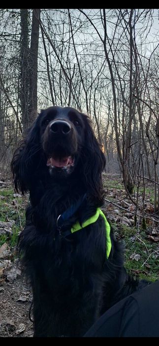 Zaginął pies‼️‼️‼️