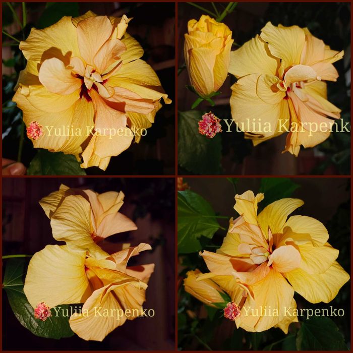 Гібіскус махровий жовто-персиковий малиновий гибискус желтый малиновый