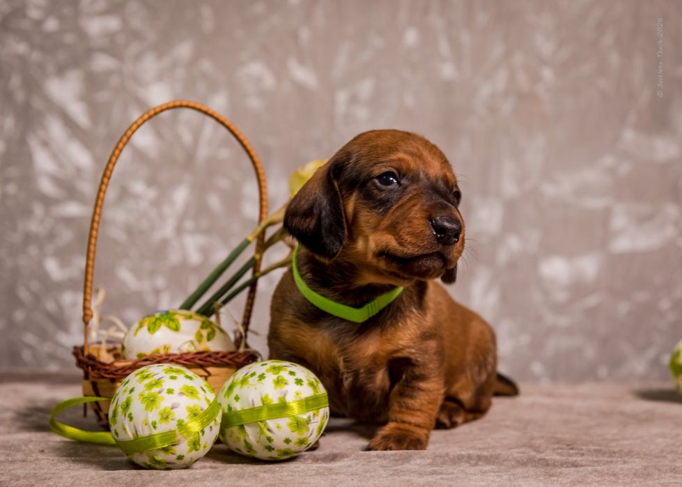 Цуценята такси стандартної