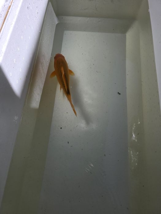 Carpa koi japonesa