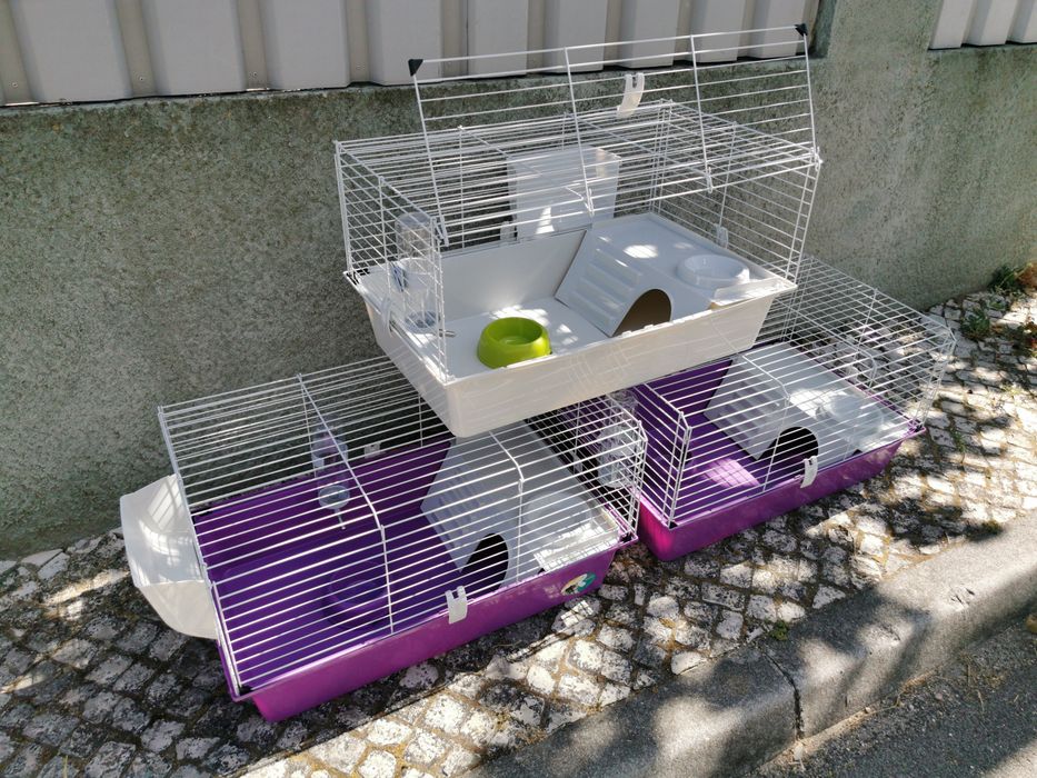 KIT Coelhos anões mini holandês e minitoy muito dóceis