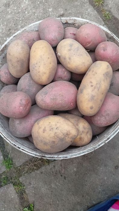 Картопля домашня.