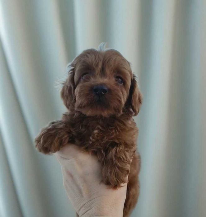 Классный мальчик мальтипу.