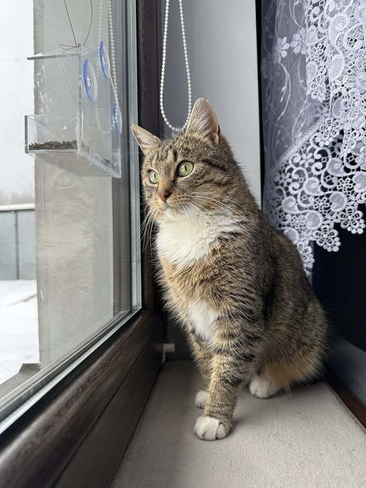 piękny, uroczy do pokochania i adopcji kocurek