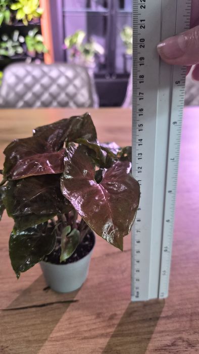 Nadwyżki roślin pędówki Epiprenium,Syngonium ...