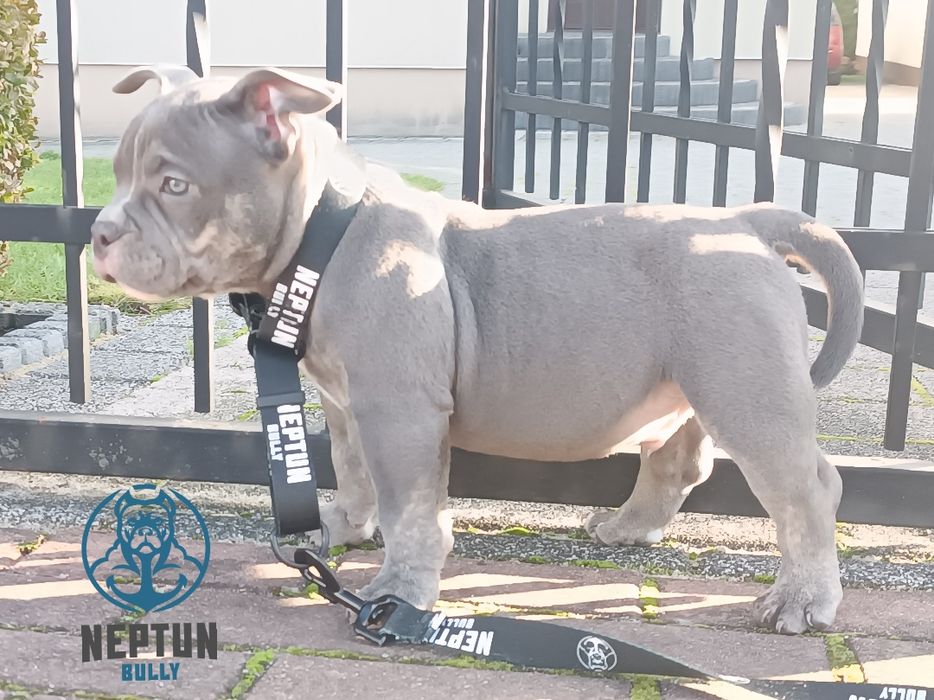 Pies American bully Perun
pocket/standard

Data urodzenia 24.08.2025