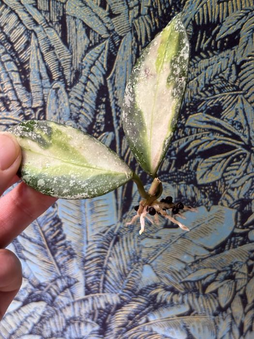 Rezerwacja Ukorzeniona  Hoya Nabawanensis