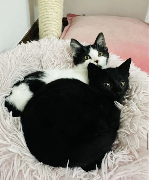 Gatinhas 3 meses para adoção conjunta