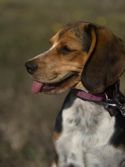 Собачка біголдь чистокровна