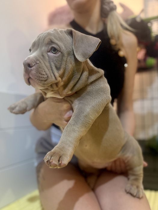 Piesek American Bully lilac tri