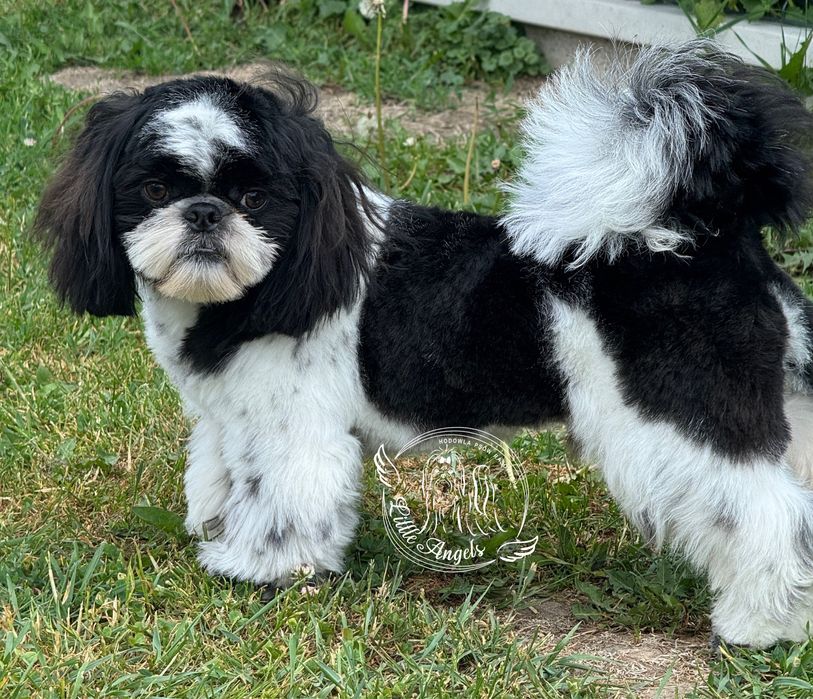 Shih tzu piekny  bialo czarny chłopiec