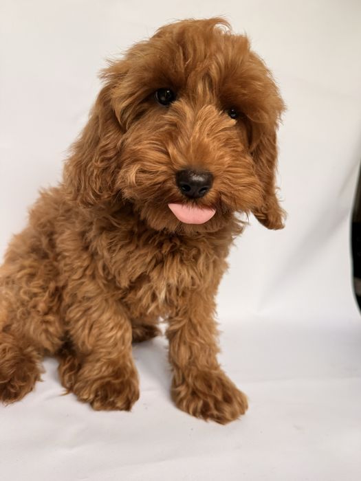 Cokapoo, cocapoo F1 Cookie pudel+cocker spaniel