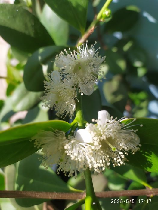 Гуава Кеттли (лимонная) Псидиум прибрежный