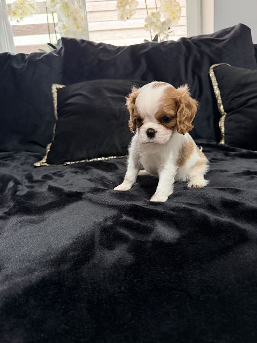 Cavalier King Charles spaniel