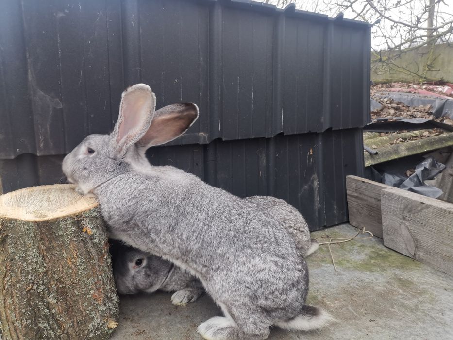 Króliki belg samce szenszylowe