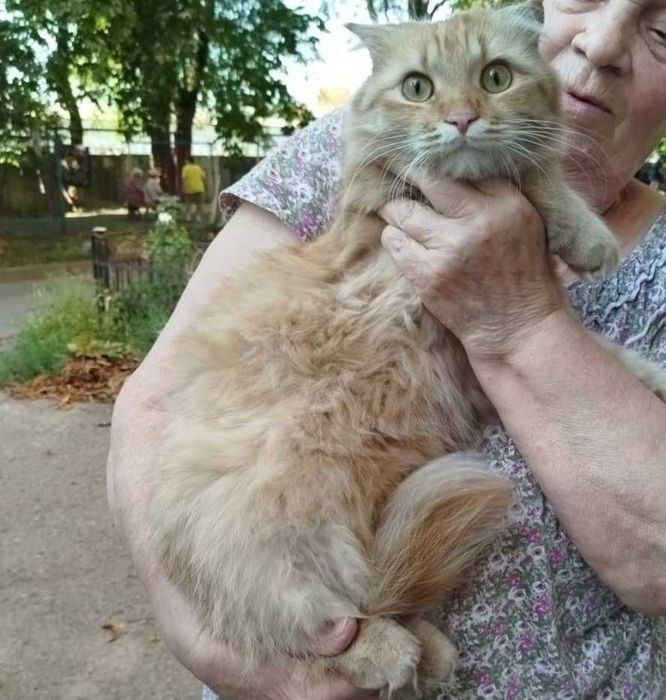 Кошенята у добрі руки