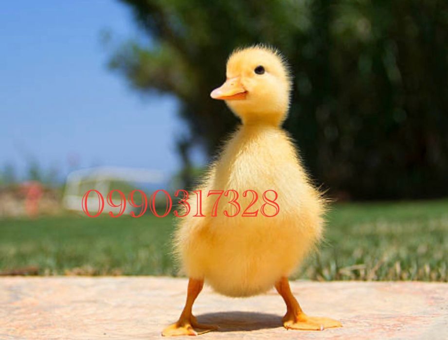 Утята. Утка Орвия