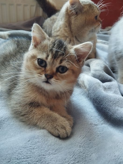 Кошечка шотландская золотая тикированная котенок