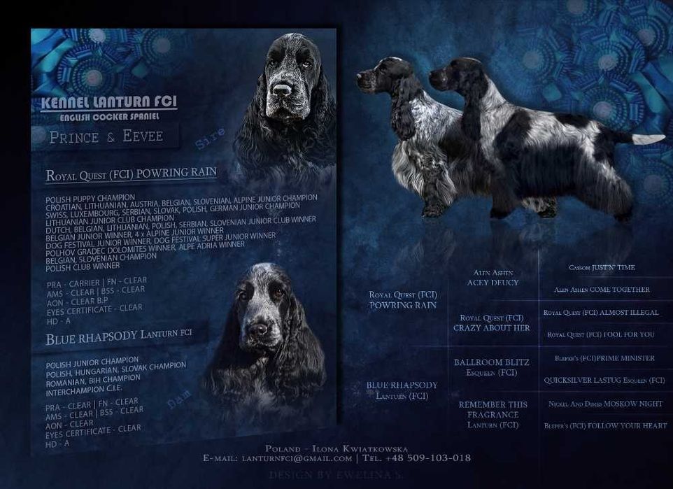 Cocker Spaniel Angielski ZKwP/FCI