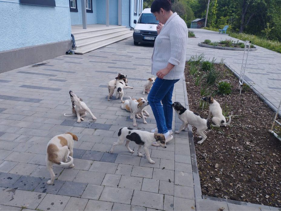 Собачки в добрі руки