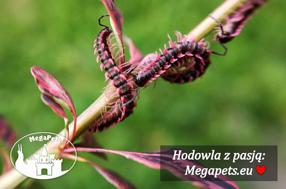 Desmoxytes planata Różowe smoki Wije Krocionogi Prosionki