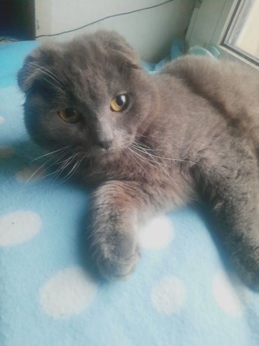 Котята скотиш фолд і хайленд