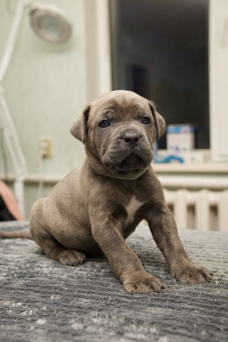 Цуценята Кане Корсо