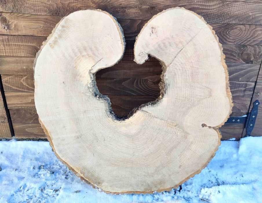 Plaster drzewa jesion jesionu duży 80cm na stół