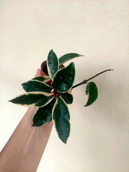 Planta Krimson Queen