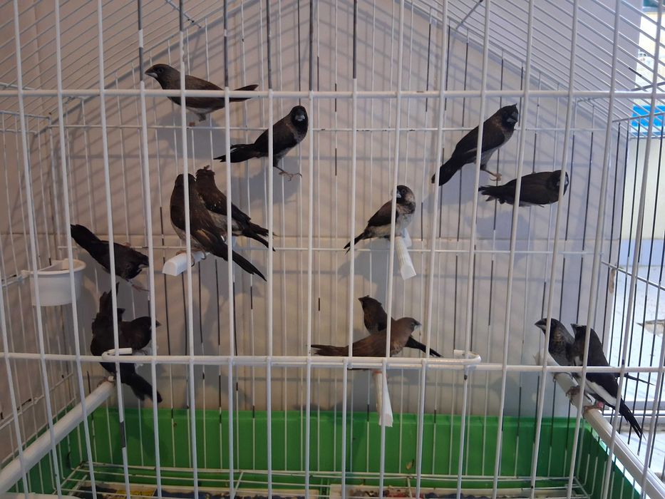 Casais de bengalins