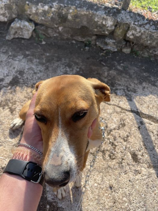 Doace cadela com 2 anos