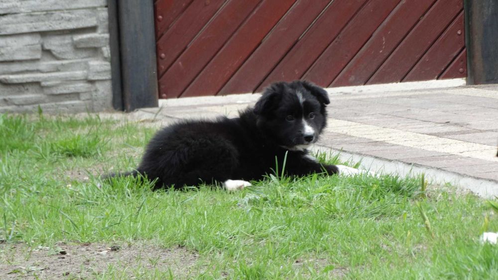 Border collie śliczna czarno biała suczka