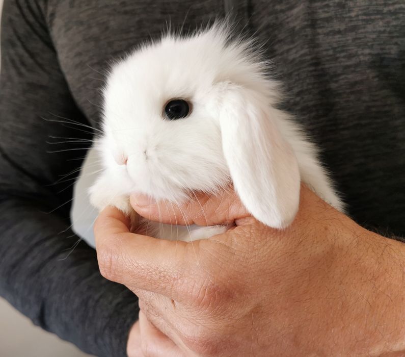 Coelhos anões mini Lop(orelhudos) muito dóceis, KIT completo