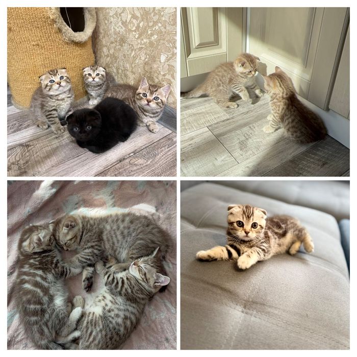 В'язка кота шотландець
