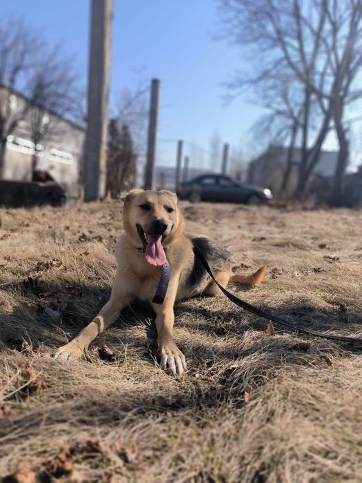 Неймовірний пес для неймовірних людей