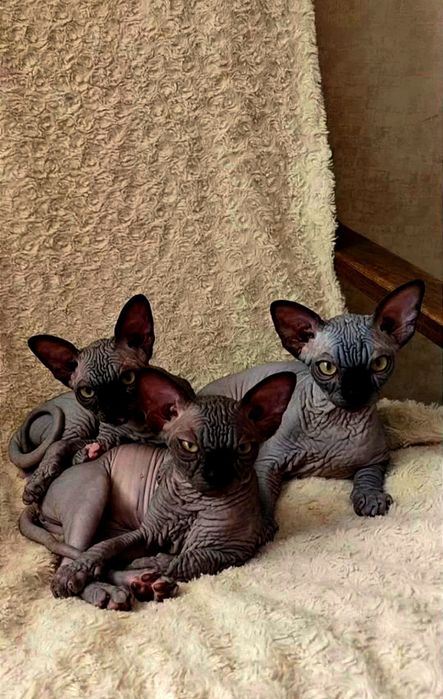 Шикарные сфинксы. Вакцинированы. Чипированы