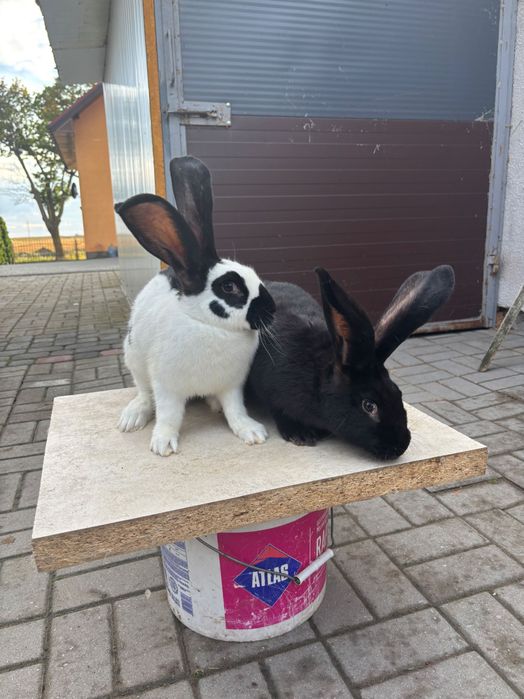 Sprzedam króliki srokacze