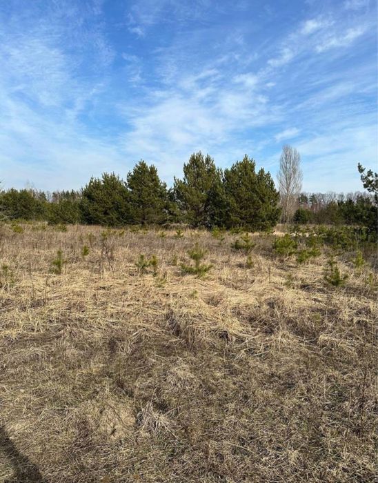 ділянка 3,8 га сосновий ліс,локація
