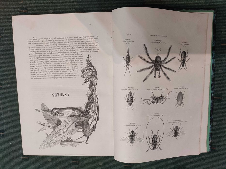 Encyclopédie D'Histoire Naturelle Traité Complet Cette Science-Annelés