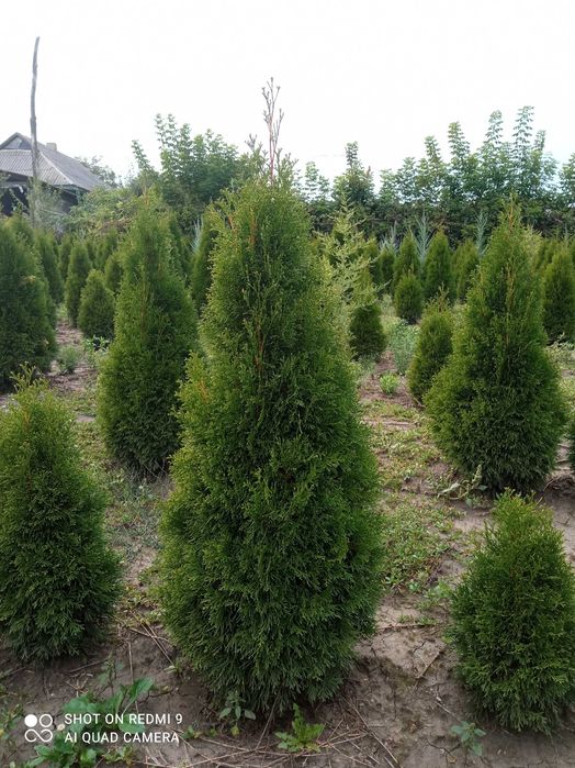 Продам Туя смарагд