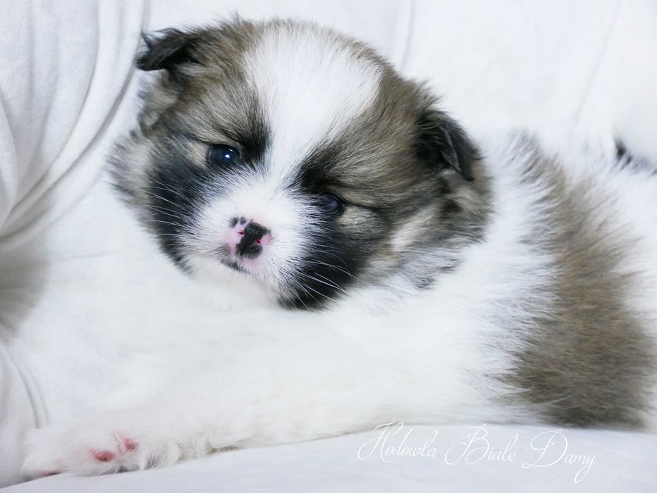 Szpic miniaturowy Pomeranian Boo Szpice Śląskie Rodowód Samiec Hary
